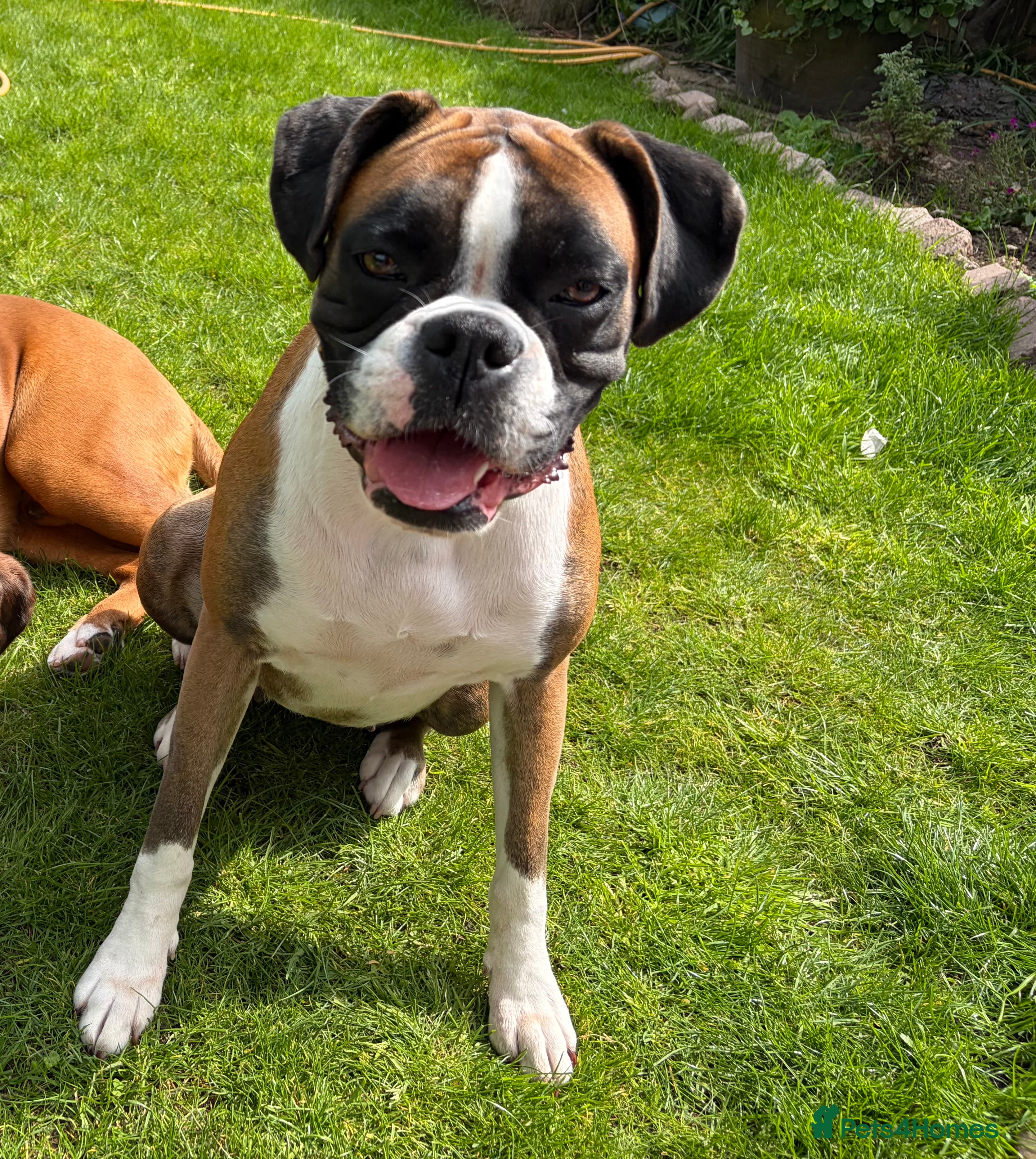 Nellie