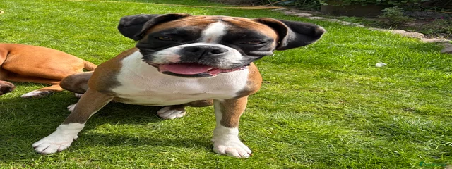 Nellie