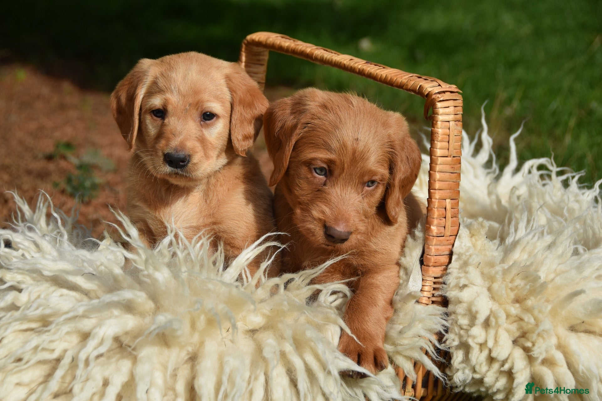 Australian Labradoodle dogs Australian Labradoodle Puppies - Advert 8