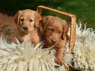 Australian Labradoodle dogs Australian Labradoodle Puppies - Advert 8