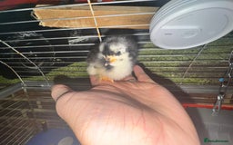 Chickens poultry for sale: VARIOUS DAY OLD CHICKS  - Image 5