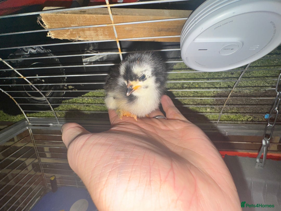 Chickens poultry for sale: VARIOUS DAY OLD CHICKS  - Image 5