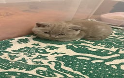 British Shorthair cats for sale: Price reduced Reg gccf Liliac BSH two female  - Image 28