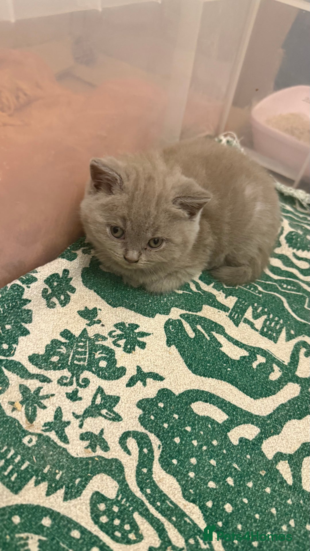 British Shorthair cats for sale: Price reduced Reg gccf Liliac BSH two female  - Image 28