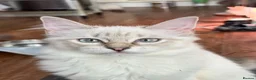 Ragdoll cats for sale: Lilac Lynx Ragdoll Aristocats  - Advert 7