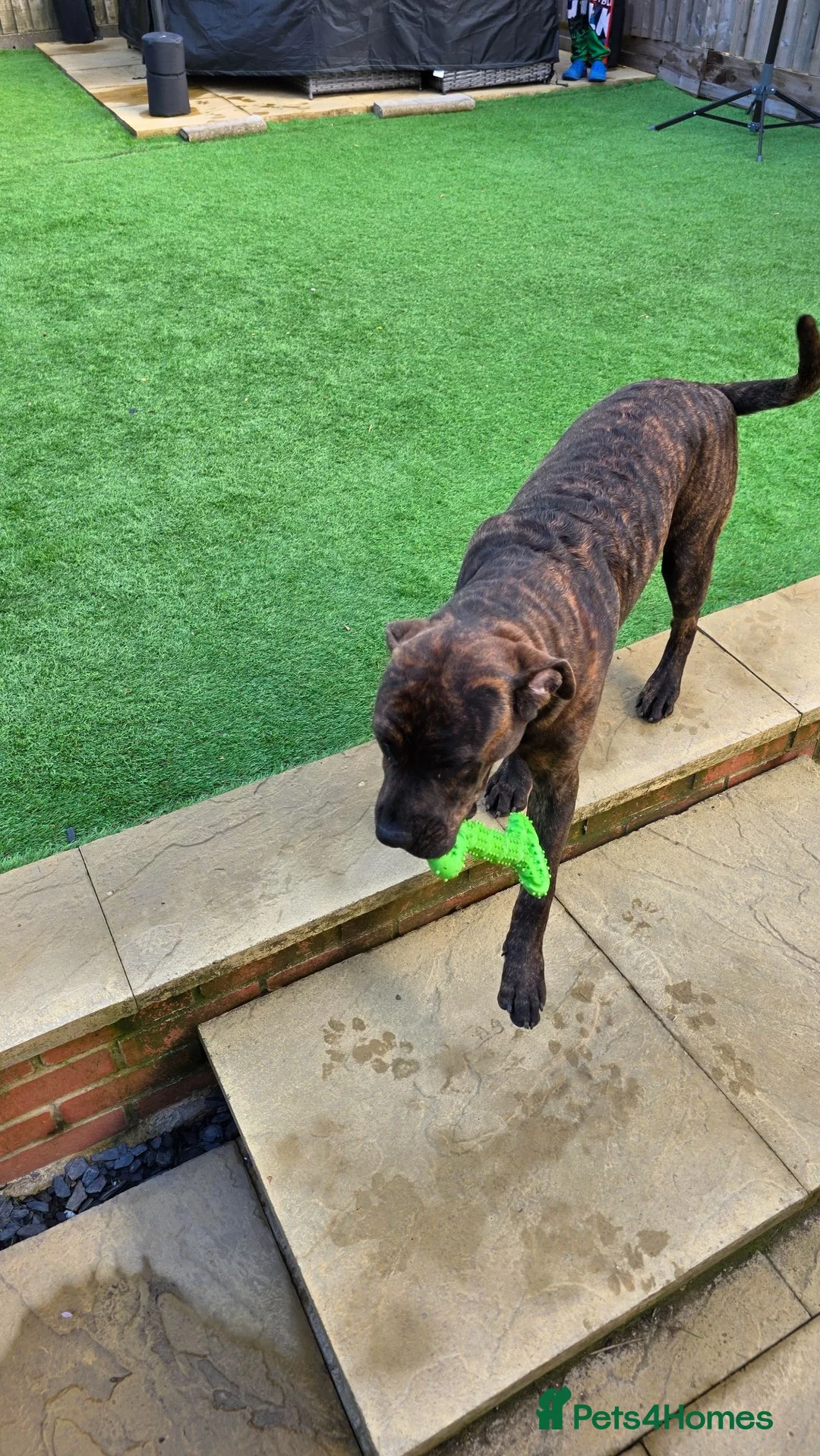 Mixed Breed dogs for sale: Beutiful staffy x rotty in Bicester - Advert 2