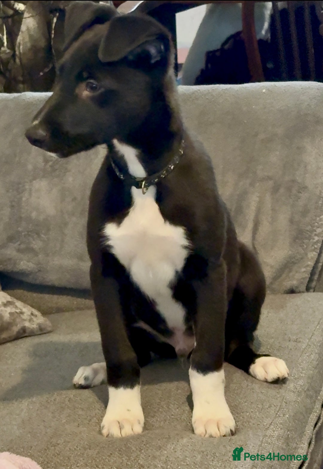 Lurcher dogs for sale: 2 LEFT!!! First cross Border collie x Greyhound - Advert 2