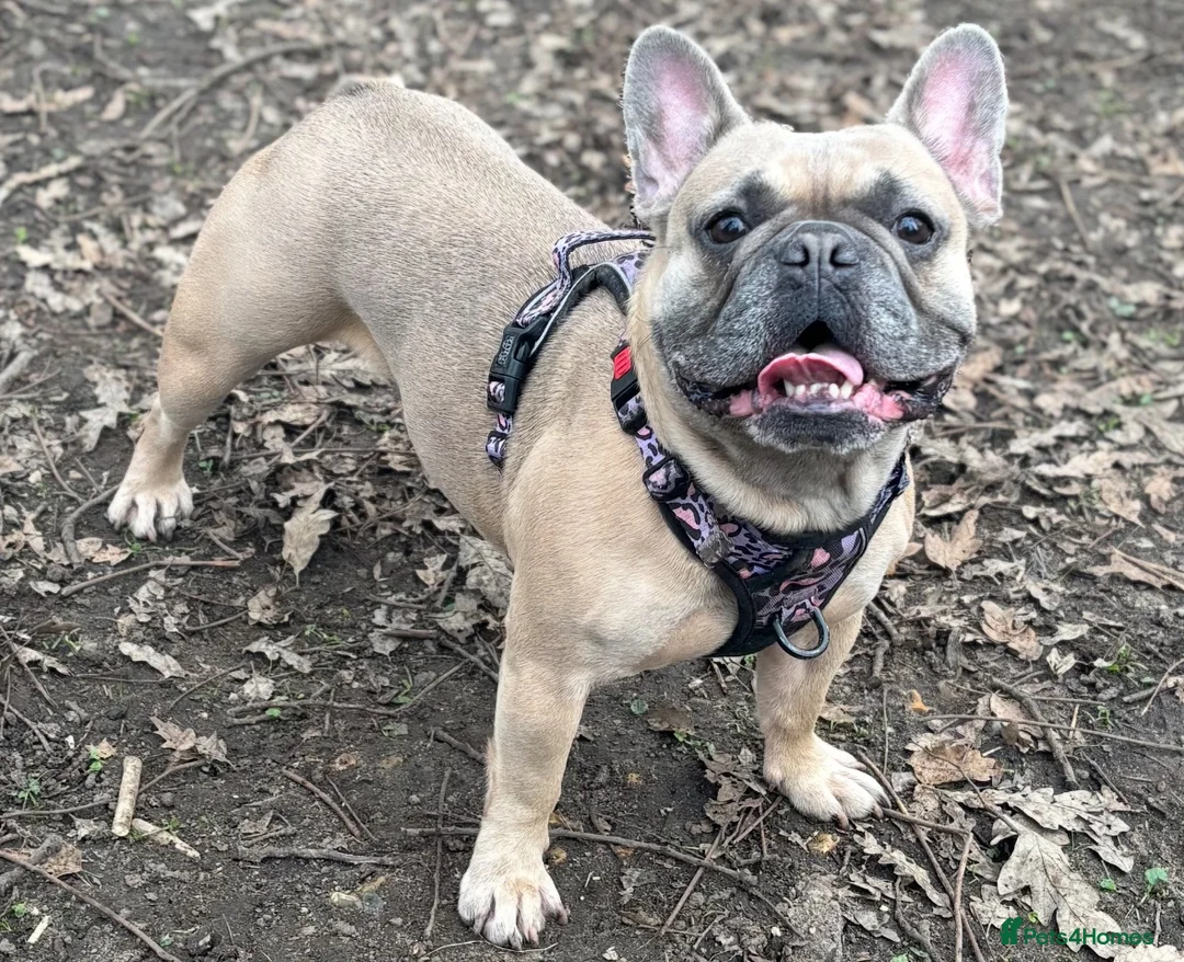 French Bulldog dogs for sale: French bulldog pups from health tested parents  - Advert 2