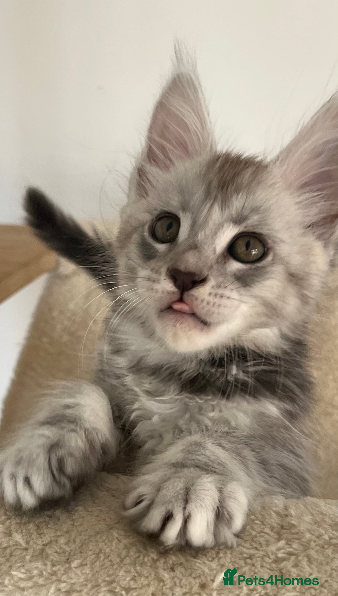 Maine Coon cats for sale: Maine Coon boy male TICA pedigree shaded  - Image 8