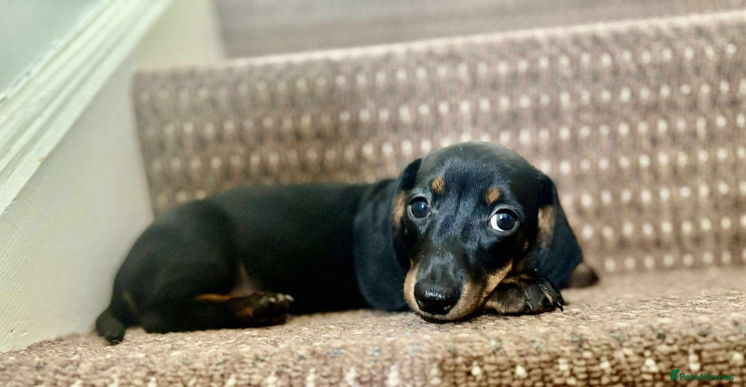 Dachshund dogs for sale: Beautiful dachshund babies  - Image 9