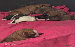 Mixed Breed dogs for sale: Akita mix - Image 5