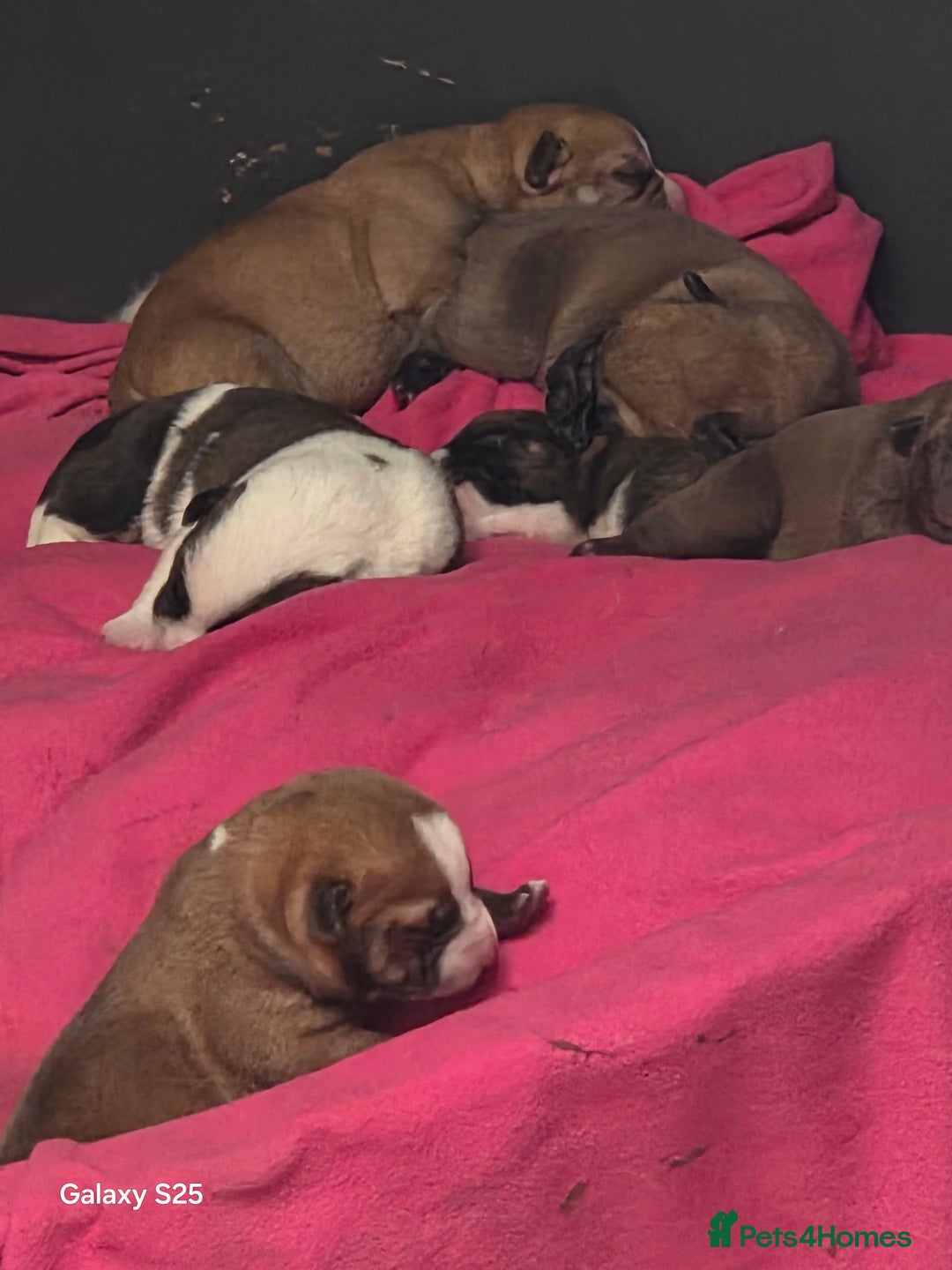 Mixed Breed dogs for sale: Akita mix - Image 5