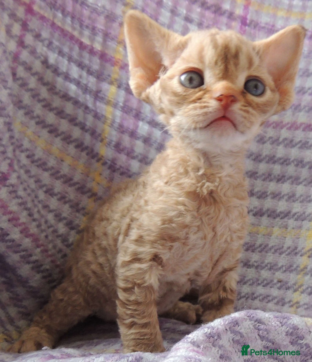 Devon Rex cats for sale: Beautiful Devon Rex Kittens - GCCF registered - Image 11