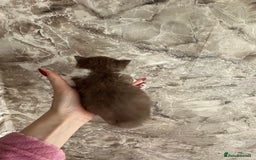 British Shorthair cats for sale: 🍫 🧸Beautiful TICA Registered British Short 🧸🍫 - Image 18