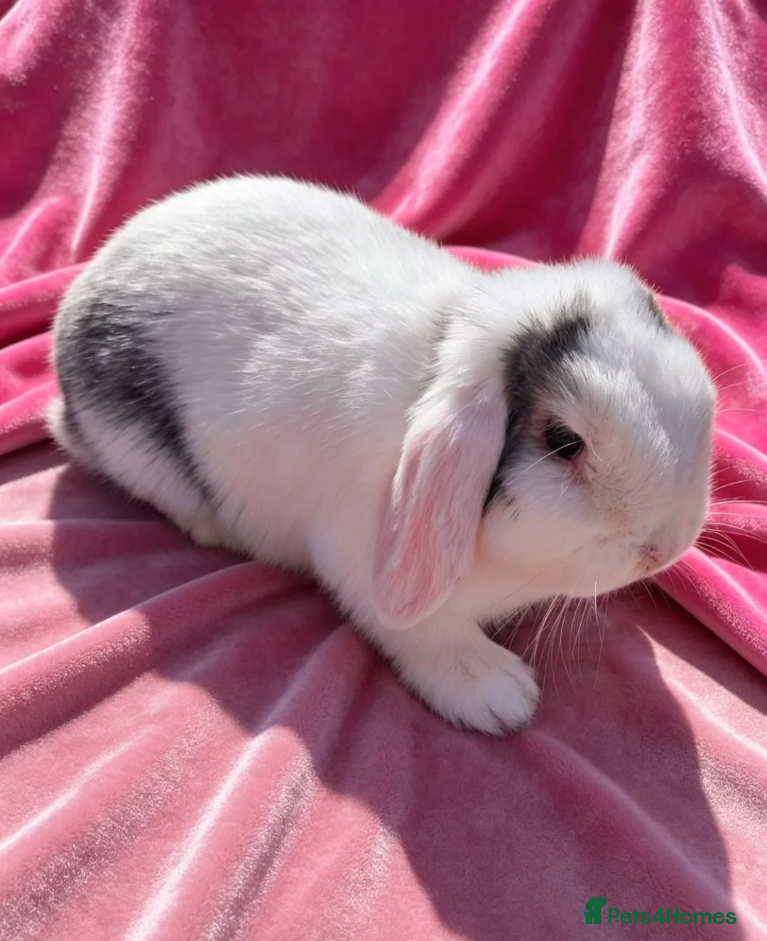 Mini Lop rabbits for sale: Mini lop doe - Advert 2