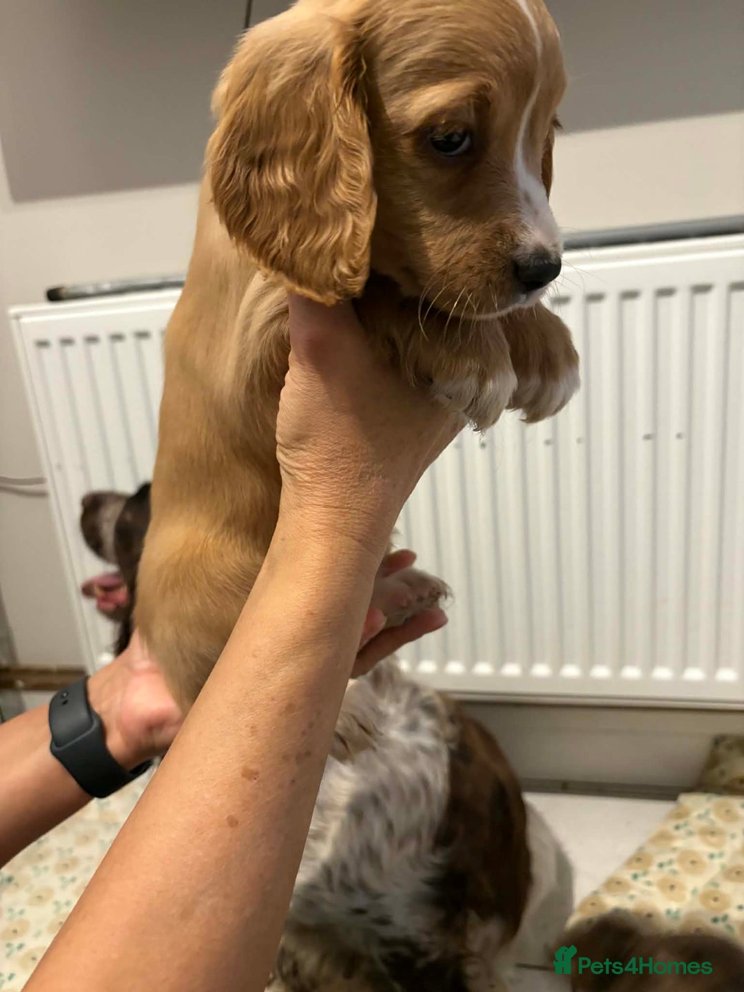 Cocker Spaniel dogs for sale: KC reg parents DNA health tested “show type”   - Advert 22