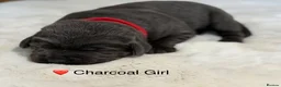 Labrador Retriever dogs for sale: Exceptionally health tested Kc reg Labrador pups - Advert 11