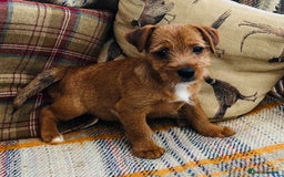 Norfolk Terrier dogs for sale: Stubleywood 3/4 Norfolk puppies - Image 5