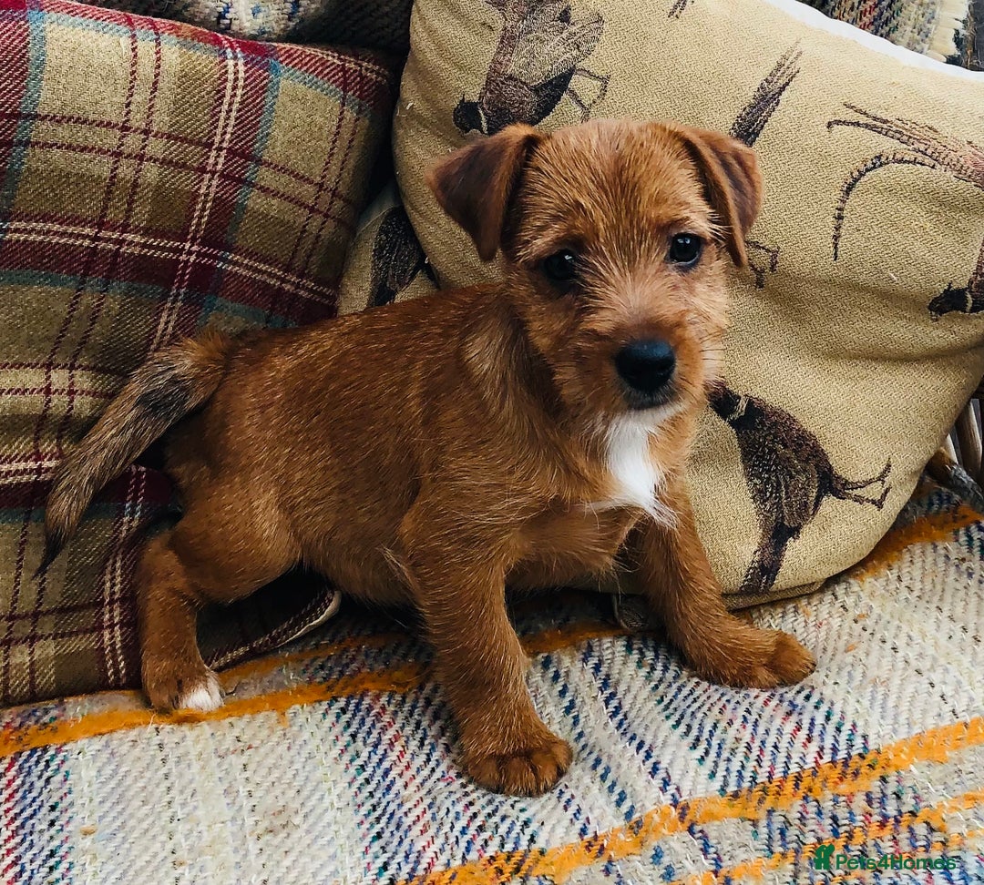 Norfolk Terrier dogs for sale: Stubleywood 3/4 Norfolk puppies - Image 5