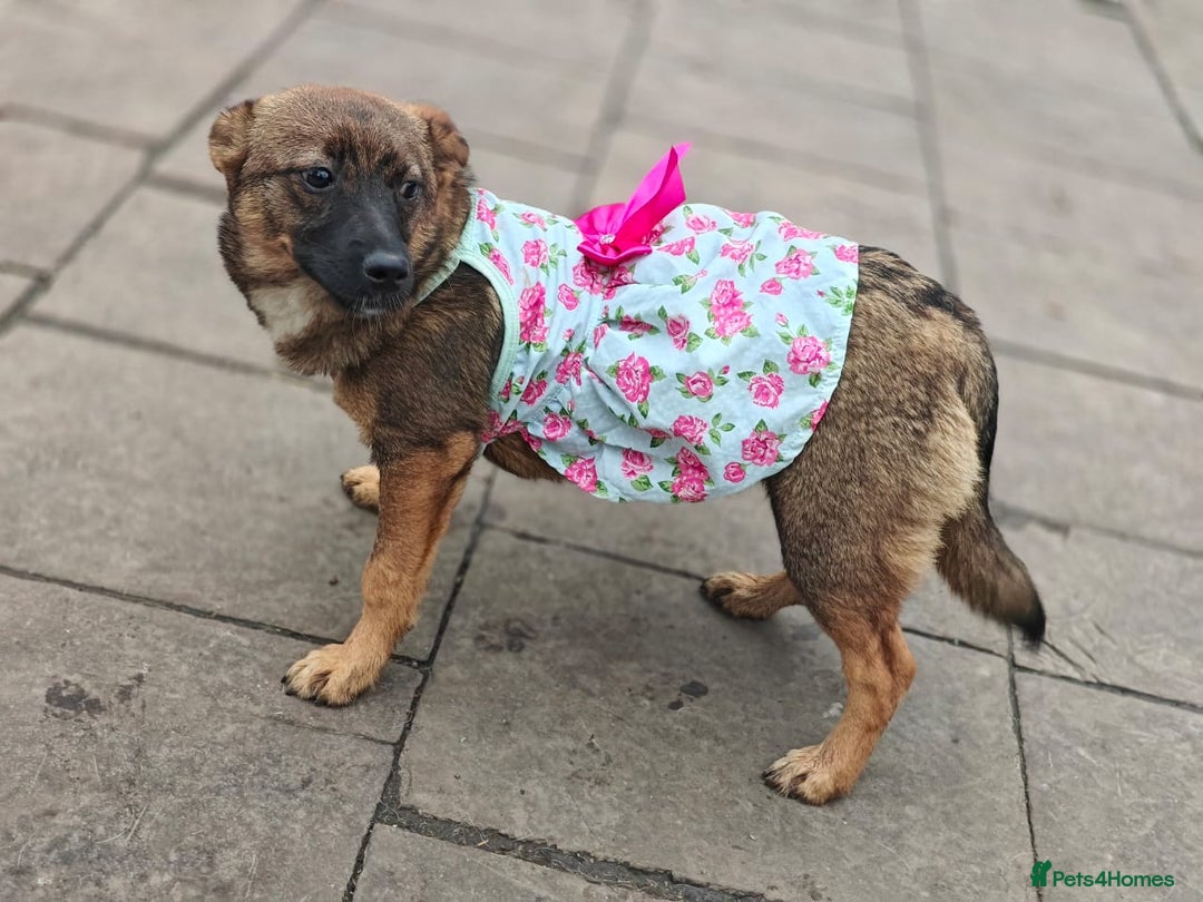Mixed Breed dogs for adoption: 💖🐶 KNOPA 🐶💖 - Image 11