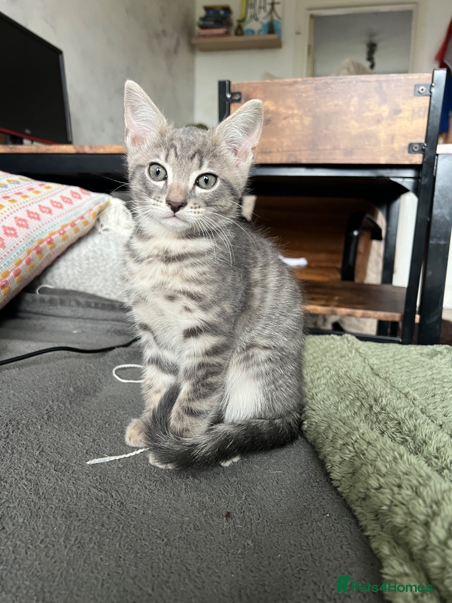 Mixed Breed cats Adorable bengal mixed kittens - Advert 1