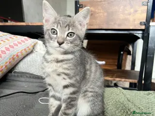 Mixed Breed cats Adorable bengal mixed kittens - Advert 1