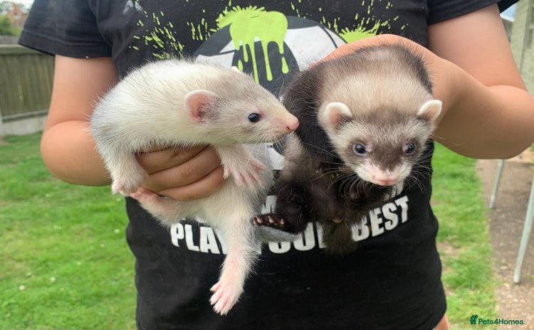 Ferret rodents - Advert 6