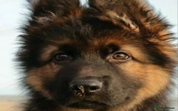 German Shepherd dogs for sale: Superb quality Long coat German Shepherd PuppiesKC - Image 7