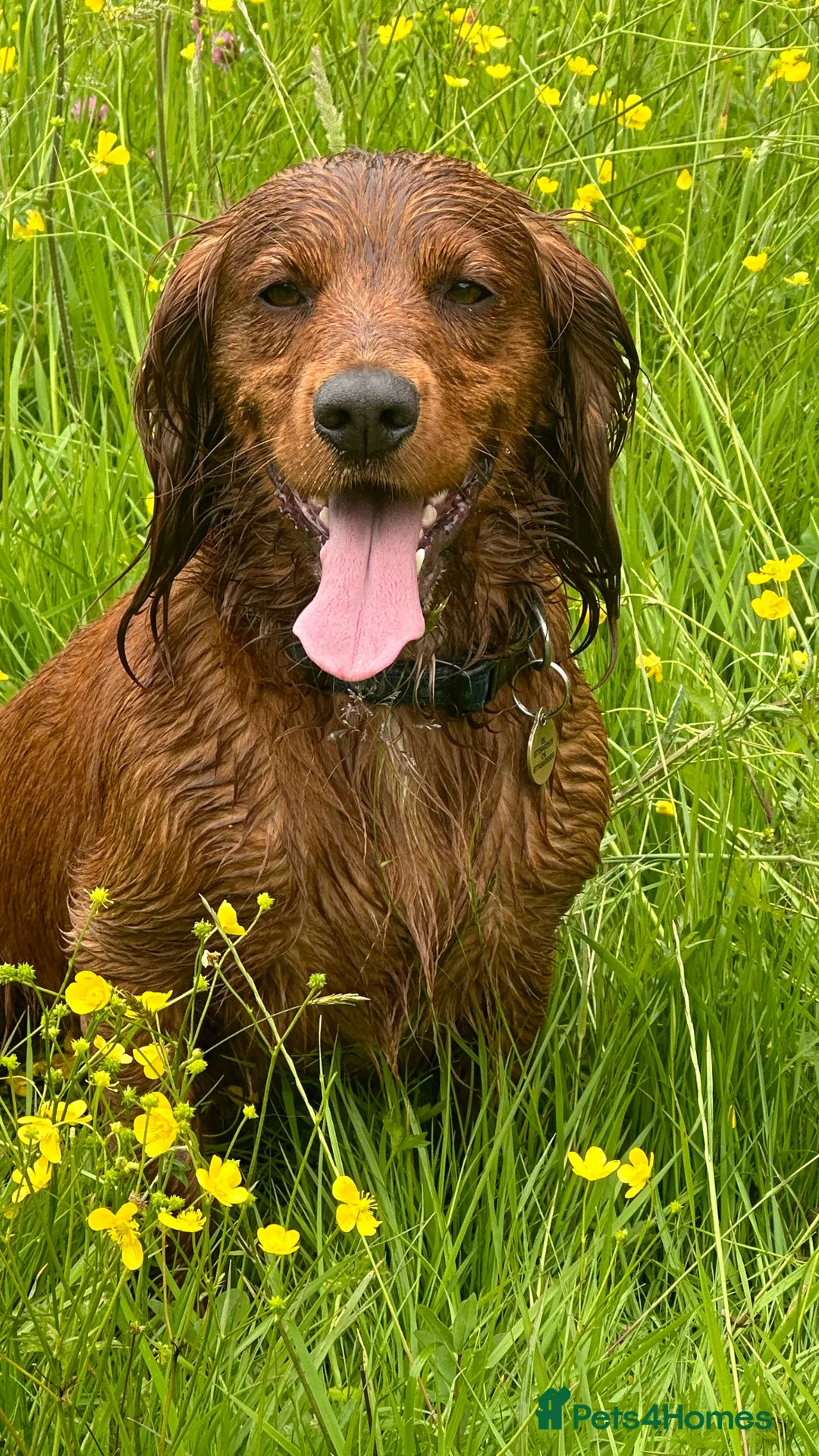 Cocker Spaniel dogs for stud: Fully health tested working Cocker Spaniel at Stud in Ipswich - Advert 6