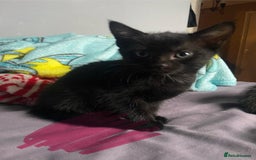 Mixed Breed cats for sale: Active kittens  - Image 4