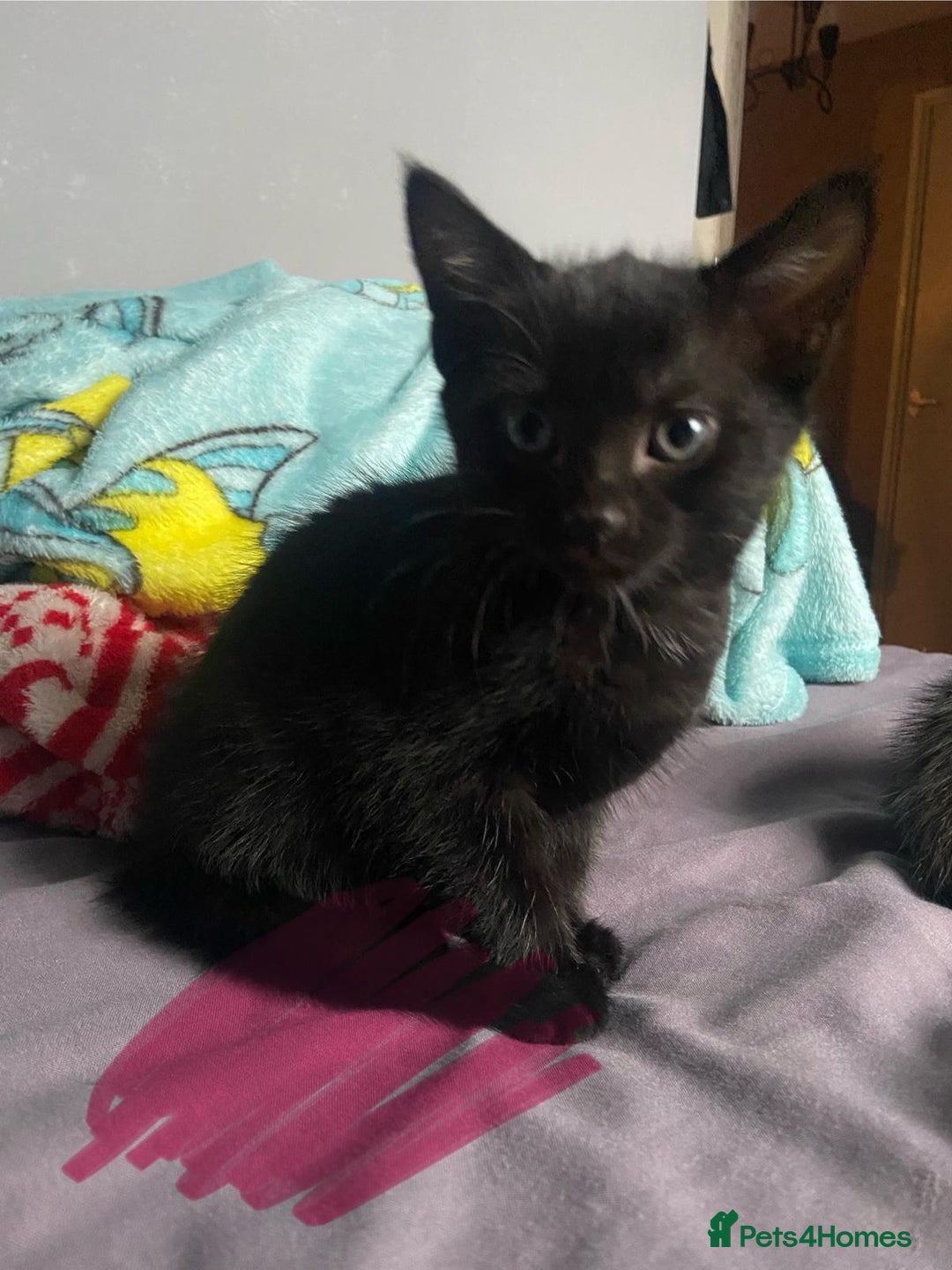 Mixed Breed cats for sale: Active kittens  - Image 4