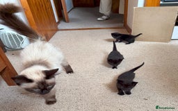 Mixed Breed cats for sale: 3 Black Kittens from White Birman Mother - Image 4