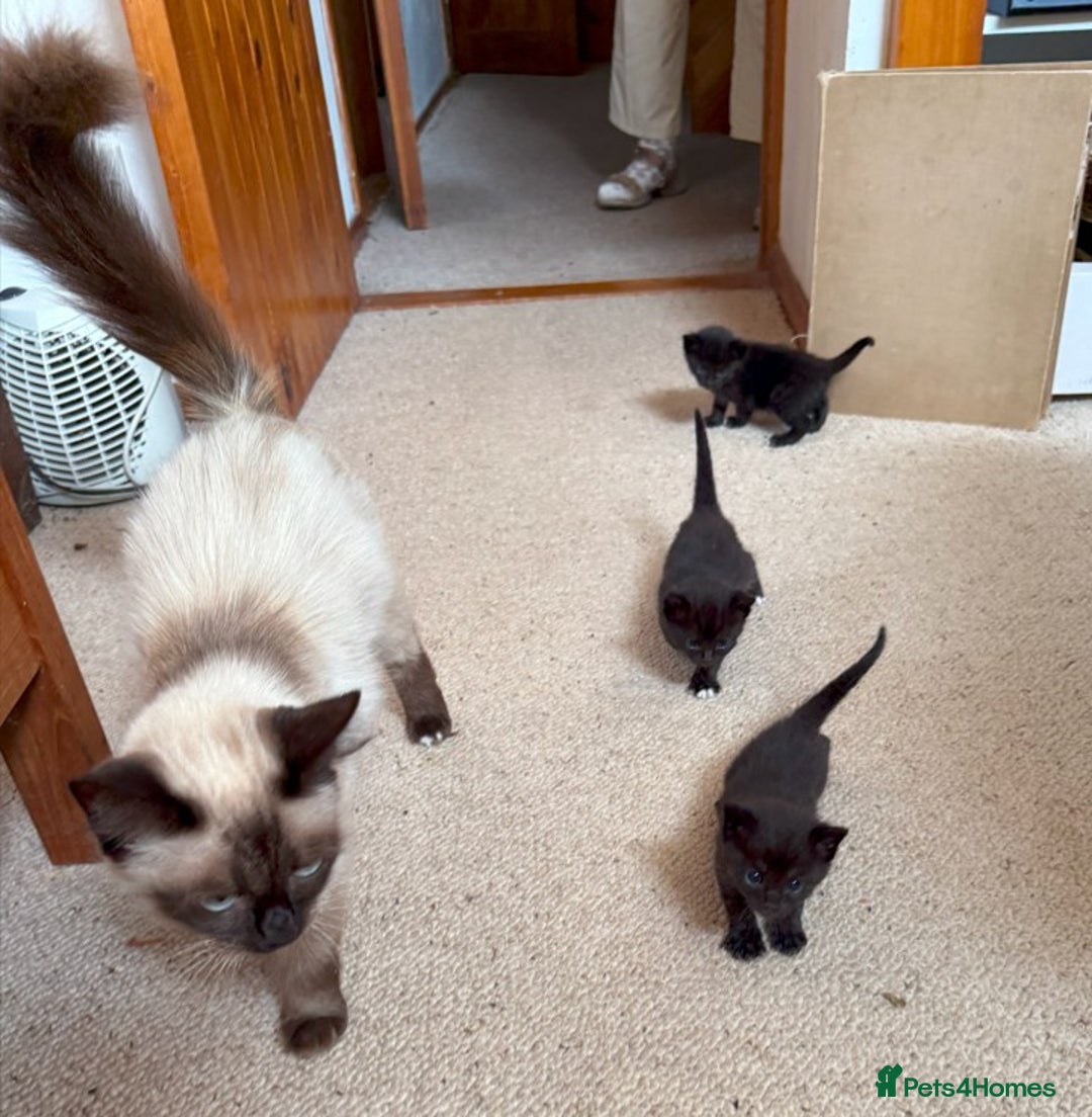Mixed Breed cats for sale: 3 Black Kittens from White Birman Mother - Image 4