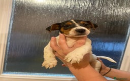 Jack Russell dogs for sale: Jack Russell puppy  - Image 5