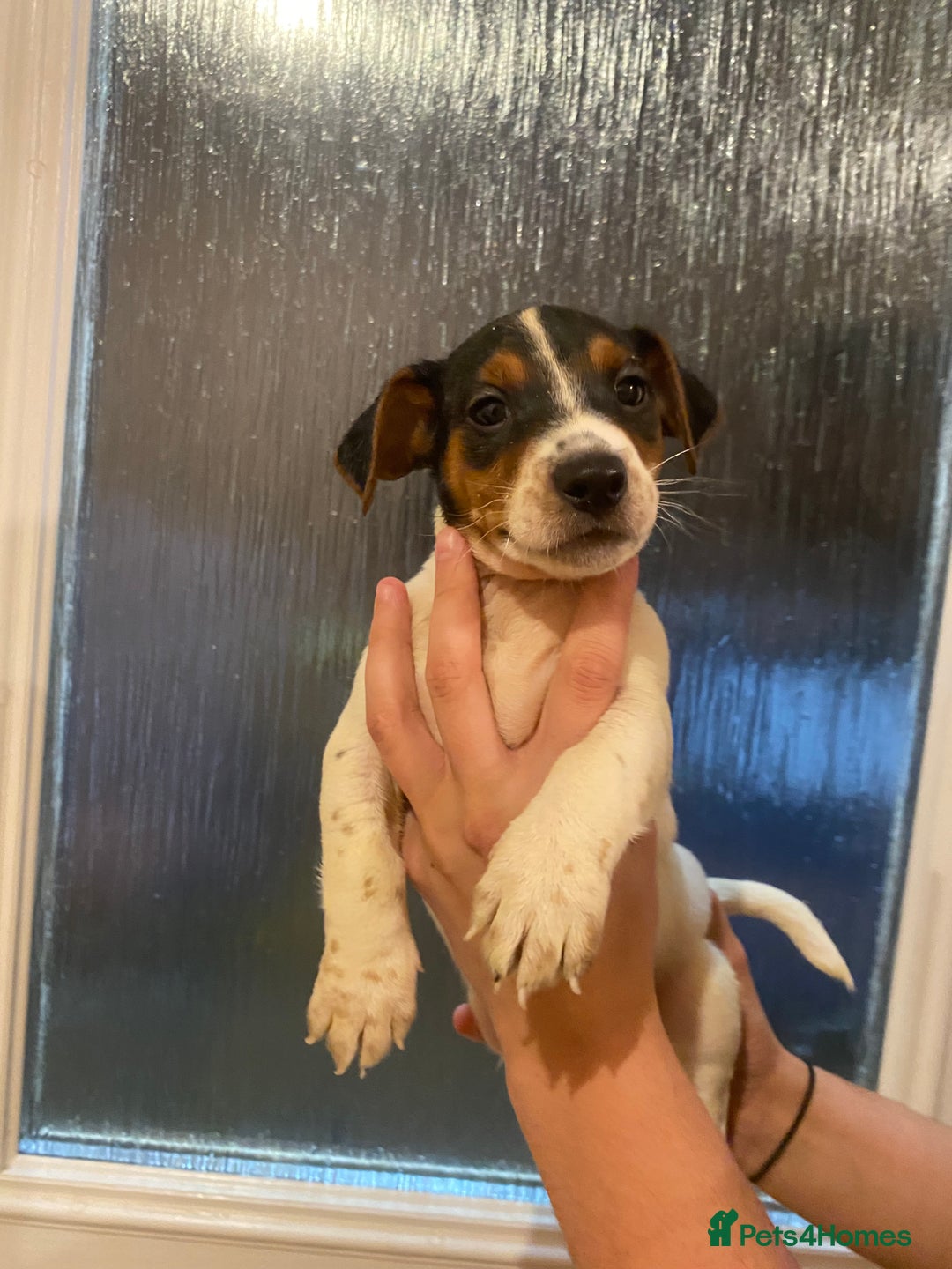 Jack Russell dogs for sale: Jack Russell puppy  - Image 5