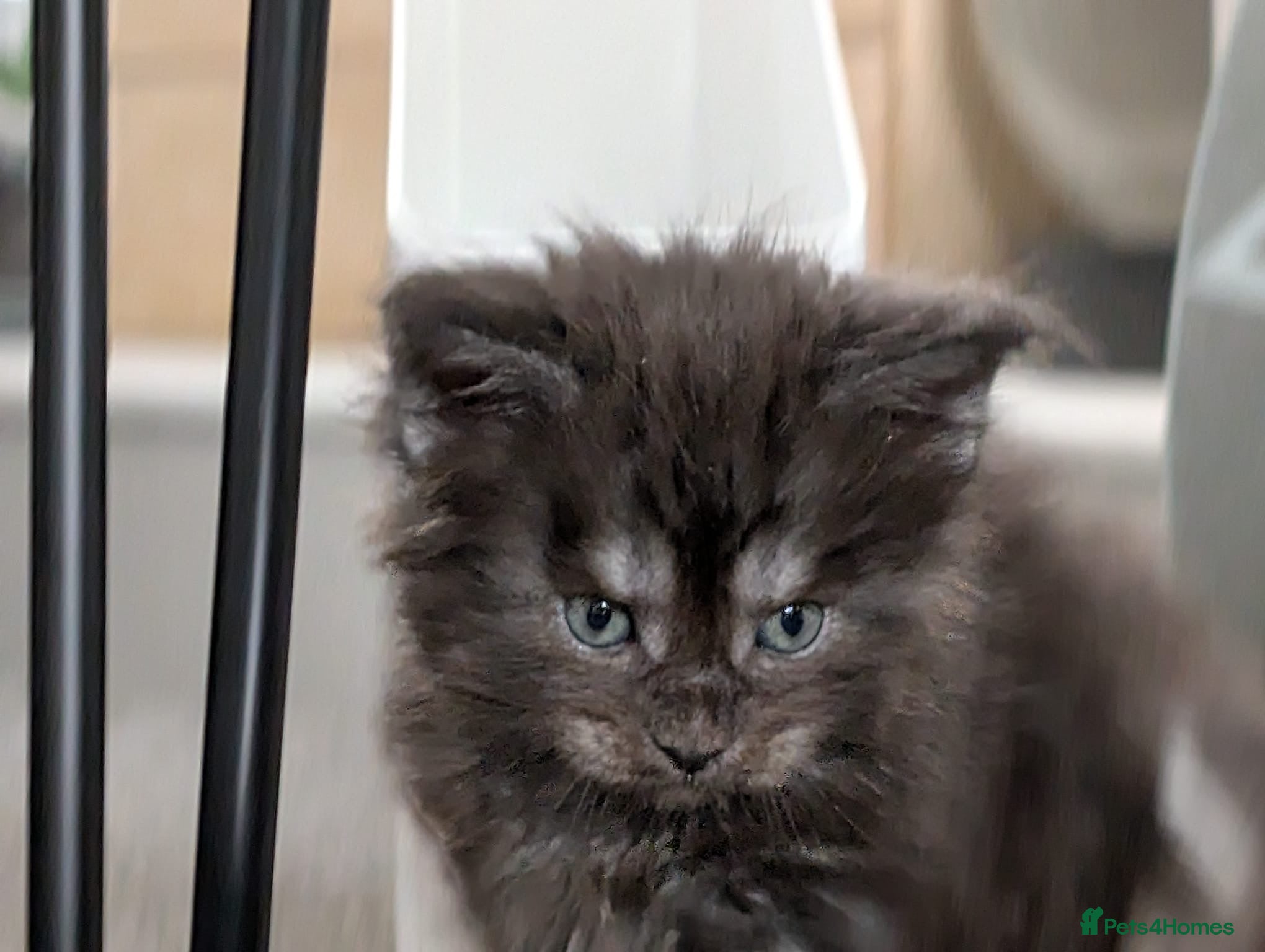 Maine Coon cats for sale: Maine coon kittens  - Advert 13