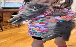 Maine Coon cats for sale: Beautiful XXL Maine Coon Boy 3 Months Old  - Advert 2