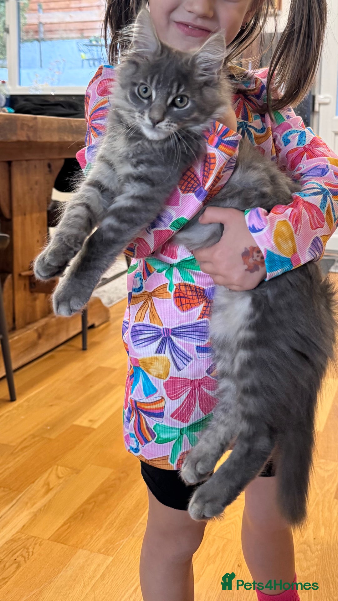 Maine Coon cats for sale: Beautiful XXL Maine Coon Boy 3 Months Old  - Advert 2
