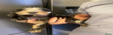 Cockapoo 3
