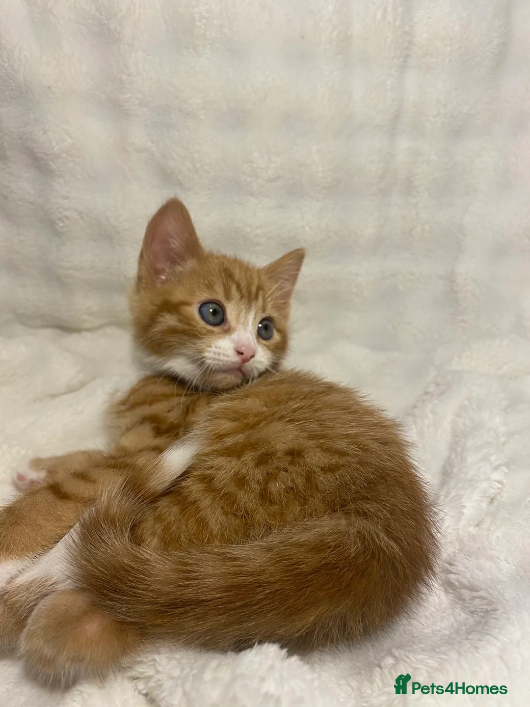 Mixed Breed cats for sale: 3 adorable kittens awaiting for their new homes - Advert 17