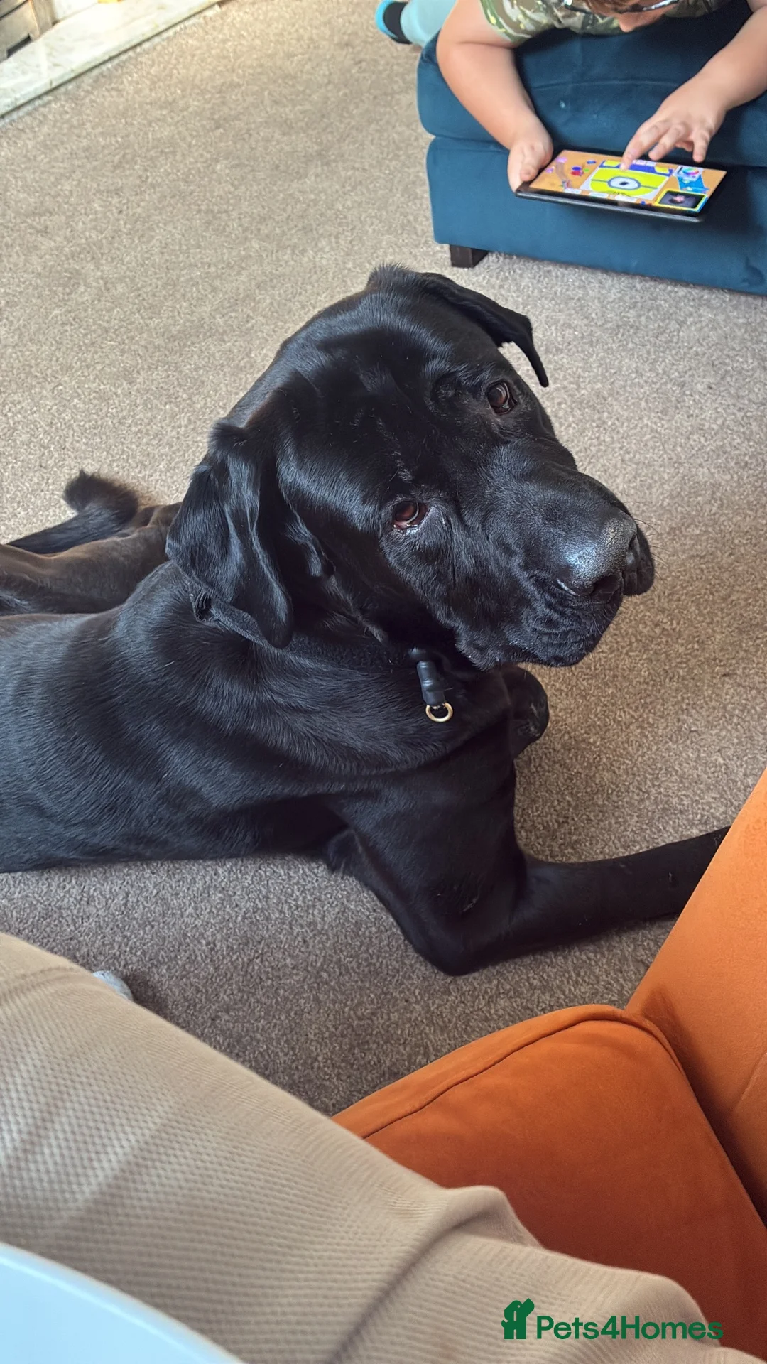 Mixed Breed dogs for sale: Looking for a new home in Ipswich - Advert 2