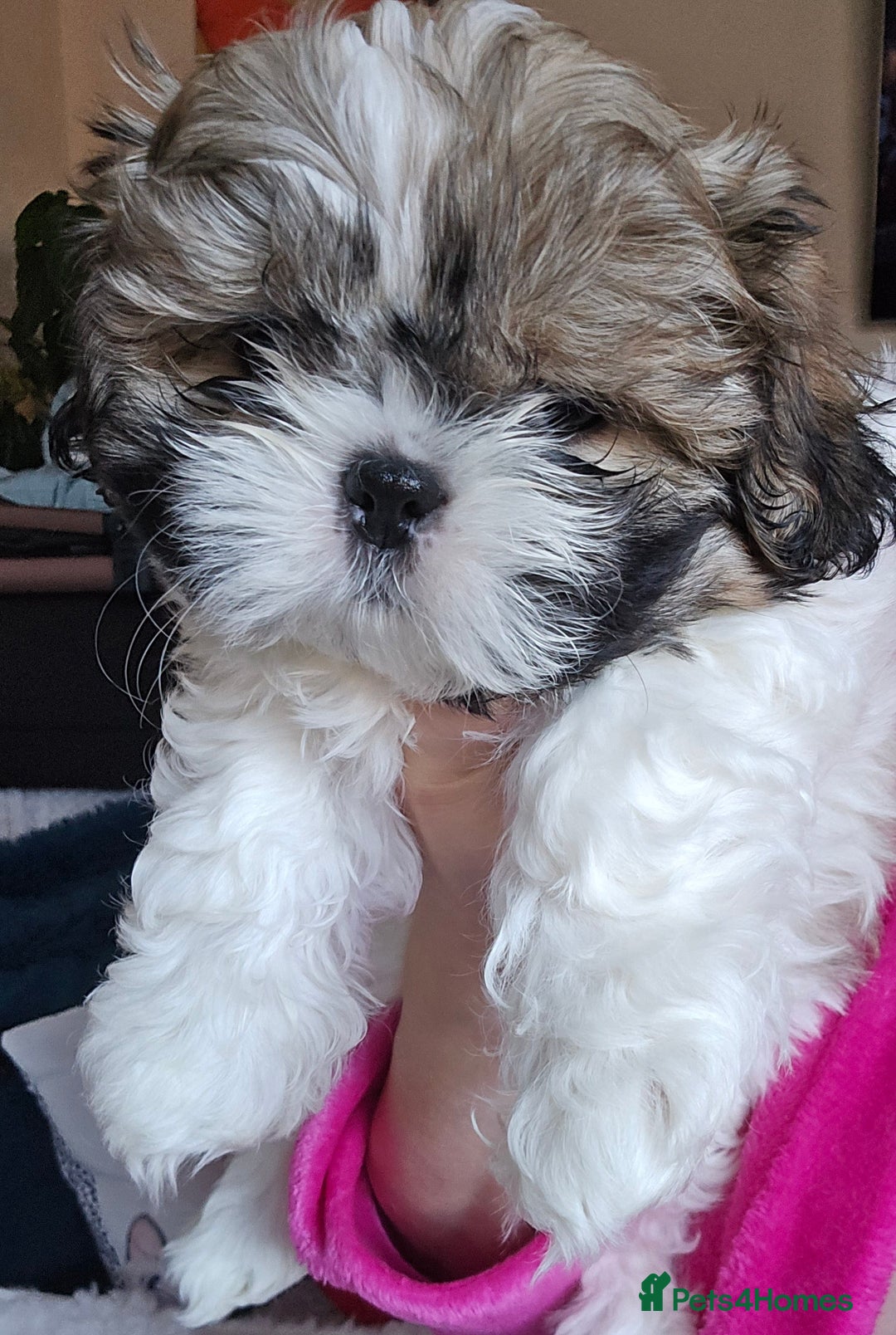 Shih Tzu dogs for sale: Two Shih Tzu female - Advert 11
