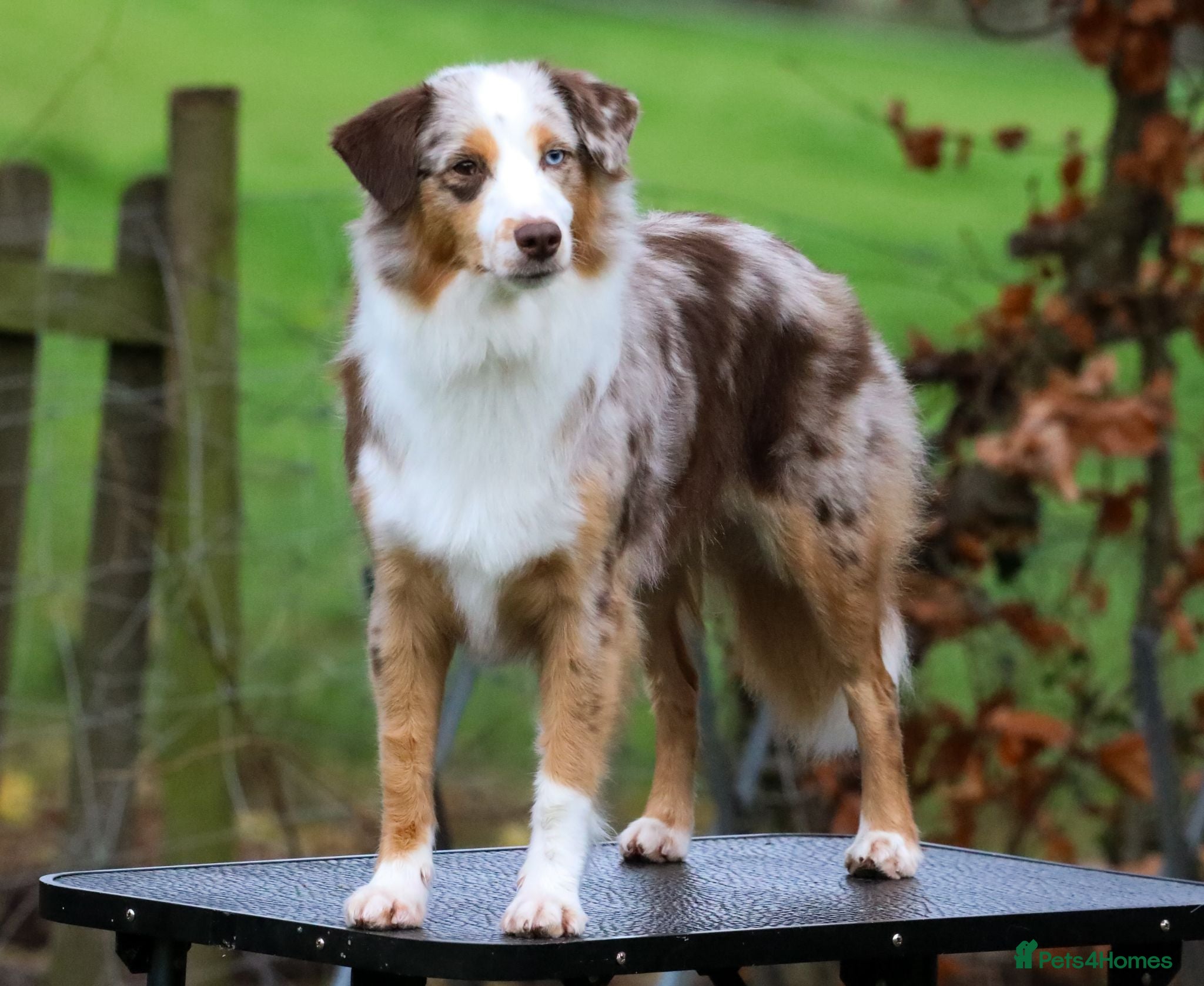Miniature American Shepherd dogs Health Tested Miniature American Shepherd Puppy - Advert 11