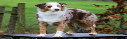 Miniature American Shepherd dogs for sale: Health Tested Miniature American Shepherd Puppy - Advert 1