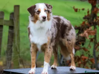 Miniature American Shepherd dogs Health Tested Miniature American Shepherd Puppy - Advert 2