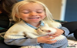 Ragdoll cats for sale: Stunning Rainbow of Ragdoll Kittens - Image 11