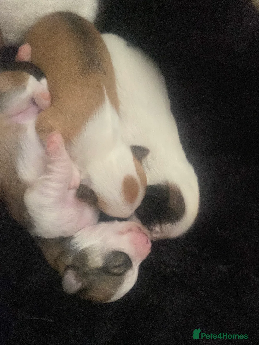 Jack Chi dogs for sale: 3/4 Chihuahua 1/4 Jack Russell puppies  - Advert 7