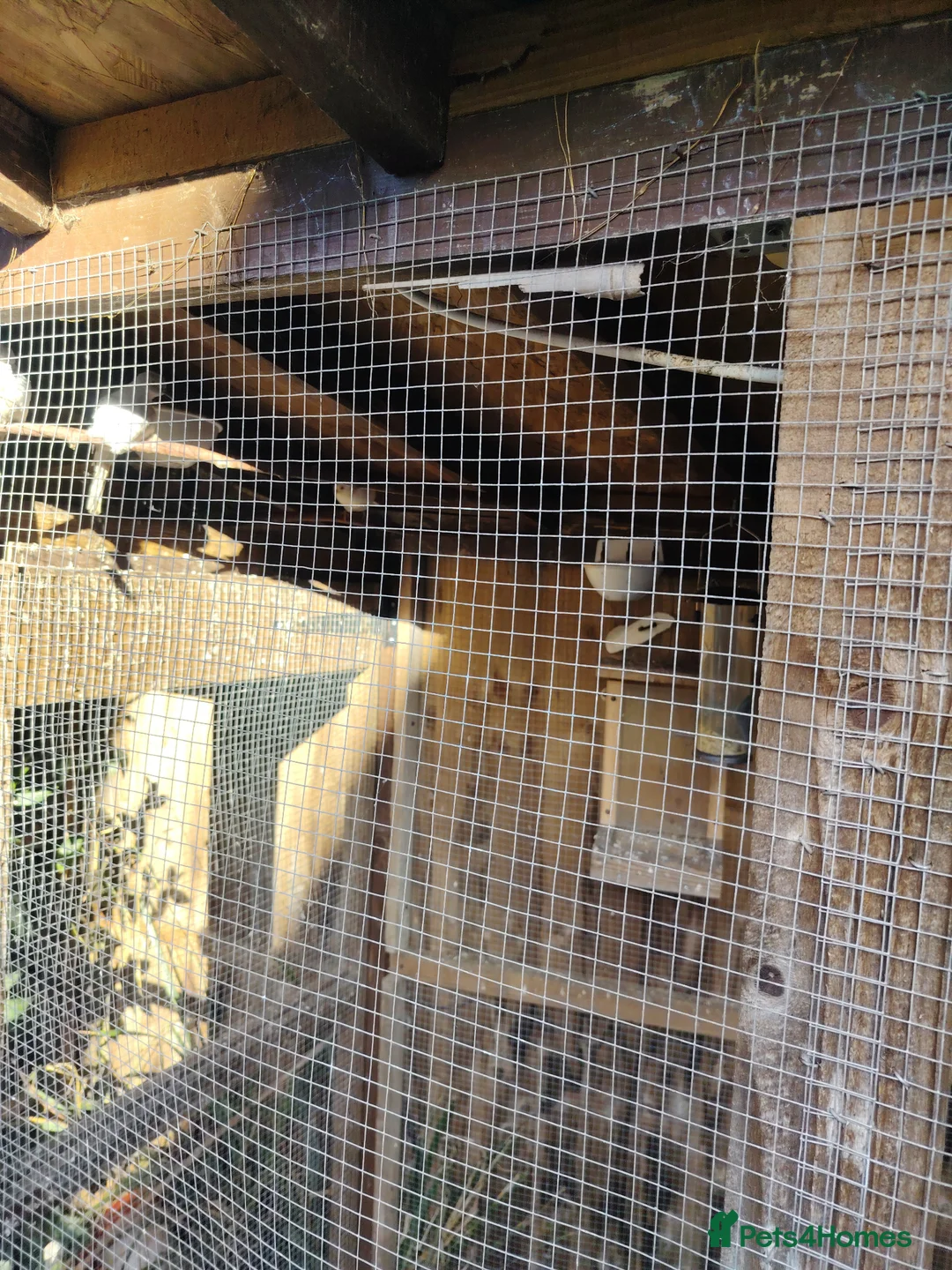 Mixed Breed birds for sale: Aviary birds British canaries and diamonds  in Lutterworth - Advert 1