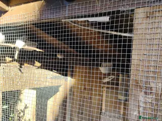 Mixed Breed birds Aviary birds British canaries and diamonds - Advert 4