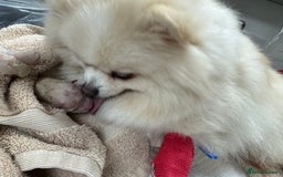 Pomeranian dogs for sale: 🐾🐶💙 Pomeranian puppy 💙🐶🐾 - Image 10